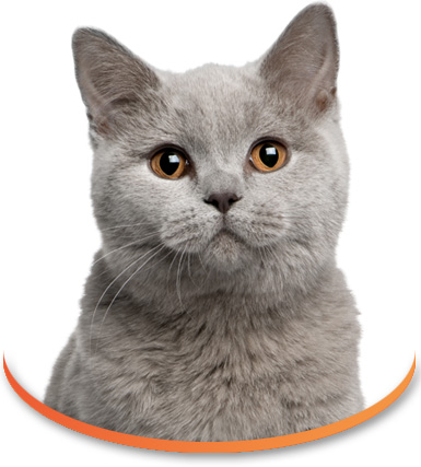 Pet Insurance Provider in Ireland • Claims Process